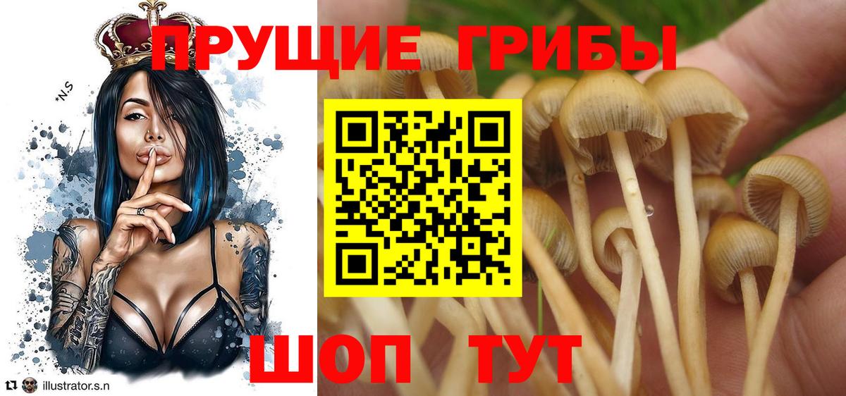 Галлюциногенные грибы MAGIC MUSHROOMS  Галлюциногенные грибы мухоморы  Вход с VPN  Черняховск 