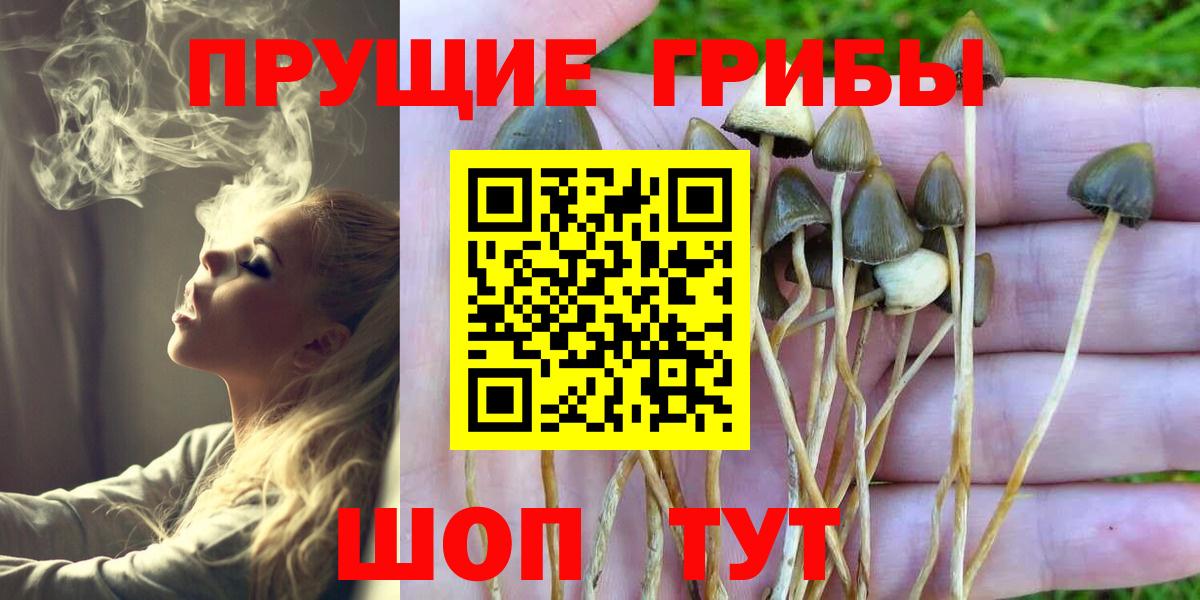 Псилоцибиновые грибы Psilocybe Черняховск